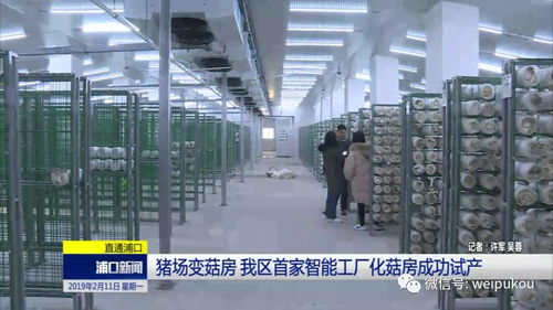 豬場蝶變菇房，人工智能賦能我區農業轉型升級