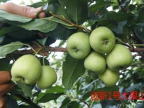 如何選購優(yōu)質(zhì)梨型山楂苗 價(jià)格、廠家與選購技巧全攻略