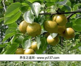 秦皇島青龍滿族自治縣特產(chǎn)青龍安梨簡(jiǎn)介